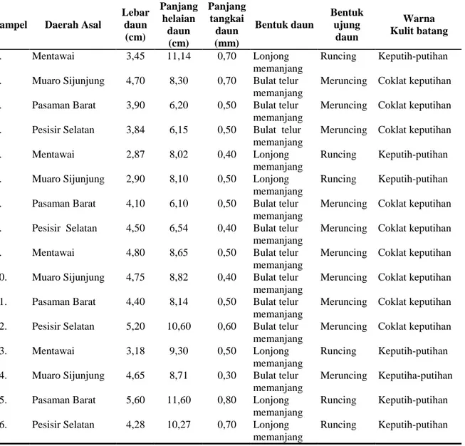 Tabel 1.  Karakterisasi  Morfologi  Batang  Tanaman  Penghasil  Gaharu  (Aquilaria  spp.)  yang  Terdapat di Empat Lokasi di Sumatera Barat  