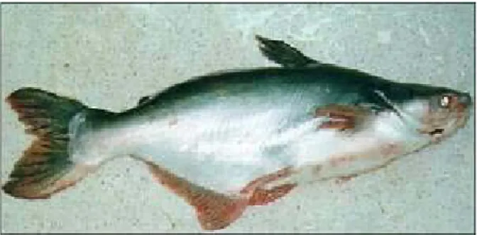 Gambar 2. Ikan Patin (Pangasius pangansius) 