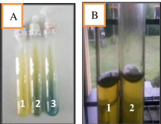 Gambar  4.    Perbedaan  potensi  bakteri  penambat  N  non  simbiotik  A.Merubah  warna  medium  NFb,  A1.Negatif,A2