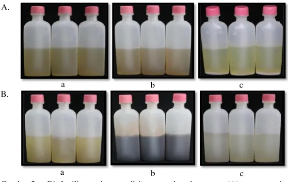 Gambar 2.  Biofertilizer cair  yang disimpan pada suhu ruang,  (A) masa penyimpanan  0 dan (B) 30 hari, (a) formulasi air kelapa, (b) formulasi limbah cair tahu  dan (c) formulasi pikovskaya cair