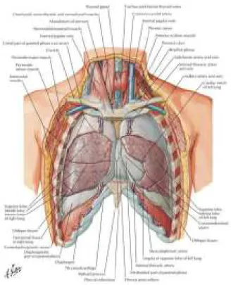 Gambar 2.1. Paru-paru manusia normal 14