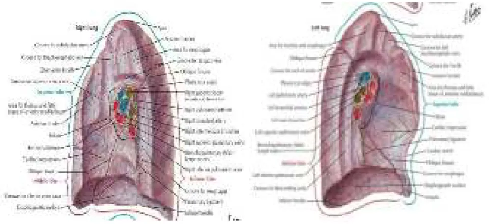 Gambar 2.2. Arteri dan vena pada paru 14