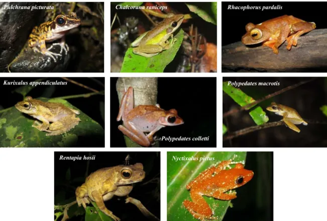 Gambar 5. Jenis-jenis amfibi (katak pohon) yang dijumpai di Kawasan Lindung Sungai lesan,  Kalimantan Timur