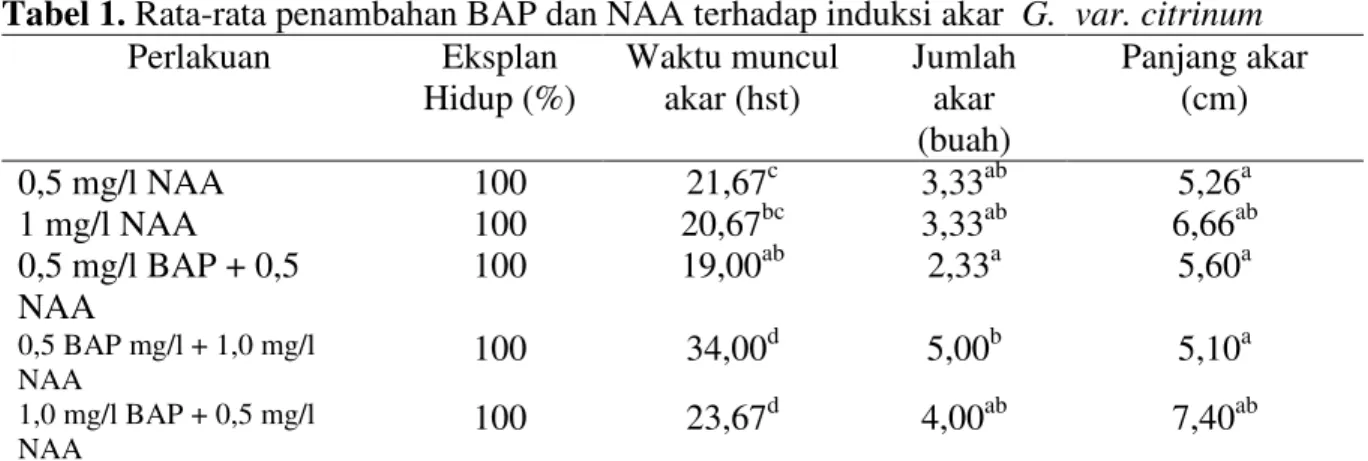 Tabel 1. Rata-rata penambahan BAP dan NAA terhadap induksi akar  G.  var. citrinum  Perlakuan  Eksplan  Hidup (%)  Waktu muncul akar (hst)  Jumlah akar  (buah)  Panjang akar (cm)  0,5 mg/l NAA  100  21,67 c  3,33 ab  5,26 a  1 mg/l NAA  100  20,67 bc  3,33