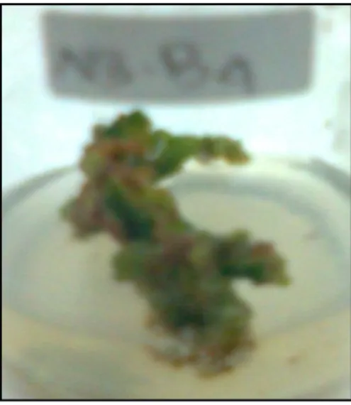 Gambar 3. Kalus pegagan (Centella asiática (L.)  Urb.)  pada  pemberian  hormon  NAA  3 mg/l dan BAP 4 mg/l 