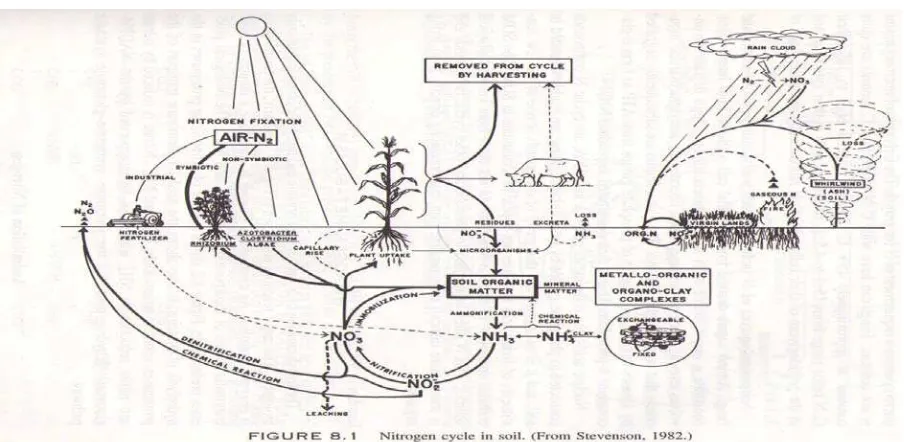 Gambar 2.1 Siklus nitrogen 