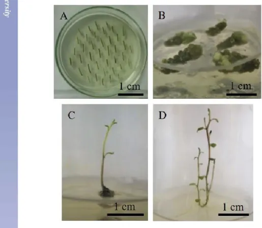 Gambar 5  Tahapan transformasi genetik tanaman kentang kultivar IPB CP3 dengan  gen LYZ-C