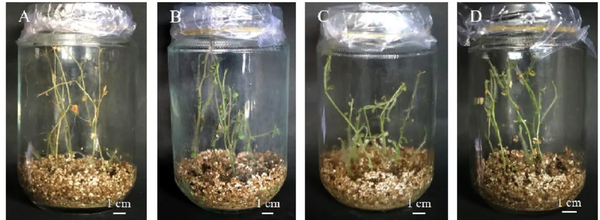 Gambar 8  Morfologi tanaman hasil uji resistensi terhadap bakteri R. solanacearum. 
