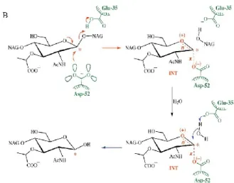 Gambar 3  Struktur dinding sel bakteri dan reaksi pemutusan ikatan β(1,4)-glikosida  antara  NAM  dan  NAG  pada  peptidoglikan