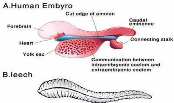 Gambar diatas merupakan gambar embrio pada umur 15 – 24hari, fase ini disebut sebagai alaqah, yang berarti segumpaldarah, atau lintah yang menempel dan menghisap darah.Penggunaan kata alaqah sangat tepat dan sangat akurat, bahwaembrio berbentuk menyerupai 