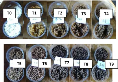 Gambar 4.  Penampilan Beras dan Nasi Tiruan yang Terbuat dari Proporsi Berbagai Tepung  Umbi dengan Tepung Kacang Merah