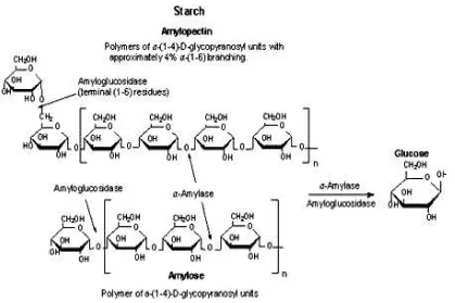 Gambar 2. Reaksi Pembuatan Glukosa dari Hidrolisis Pati (Anonim, 2013) 