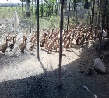 Gambar 2. Sapi di samping rumah