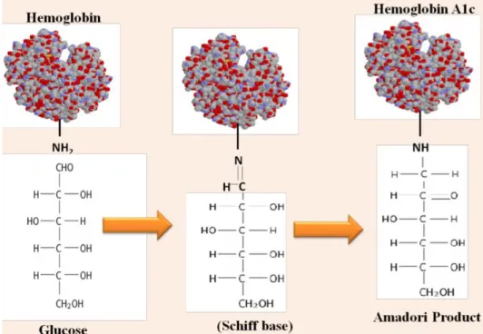 Gambar 2.2  Reaksi Kimia Terkait dengan Proses Glikasi Hemoglobin (Gupta et al, 2017) 