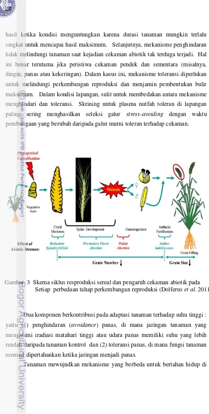 Gambar  3  Skema siklus resproduksi sereal dan pengaruh cekaman abiotik pada  