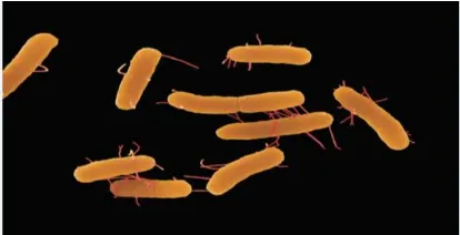 Gambar 1. Bentuk Bakteri Salmonella 