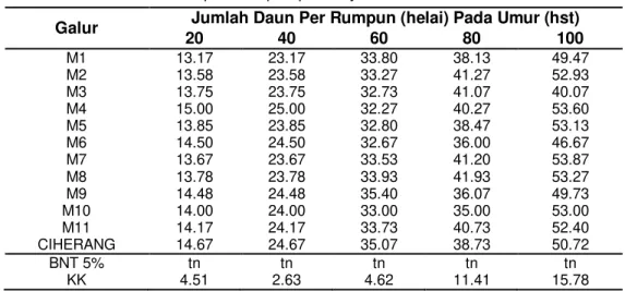 Tabel 3 Rata-Rata Jumlah Daun per Rumpun pada Uji  11 Galur Padi Hibrida  