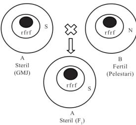 Gambar 1. Pembuatan galur A (F 1 ) dan konstitusi genetik galur mandul jantan (GMJ atau A) dan galur pelestari (B).