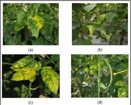 Gambar  1  Gambar  serangan  penyakit  kuning  pada  kacang  panjang  (a)  Gejala  awal  muncul  penyakit  kuning  (b)  Malformasi  daun  (c)  Daun  yang  telah menguning (d) Polong yang terkena penyakit kuning 