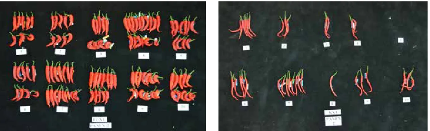 Gambar 4.   Buah hasil persilangan Tanjung-2 x AVPP 0207 (kiri) lebih banyak dibandingkan  Kencana x  AVPP 0207 (kanan) [Tanjung-2 x AVPP 0207 crossing (left) produced fruit more than Kencana 