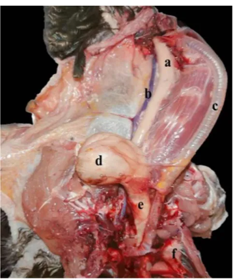 Gambar 2. Letak esofagus ayam hutan hijau. a. Esofagus servikal, b. Vena jugularis,   c