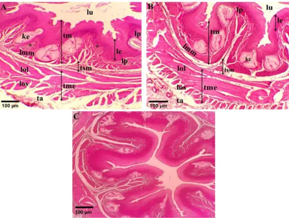 Gambar 4. Mikrofotografi esofagus ayam hutan hijau. A. Esofagus servikal, B. 