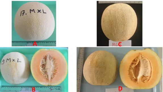 Gambar 1. Karakter melon MG3. A dan B hasil panen musim kemarau, C dan D hasil  panen musim penghujan 