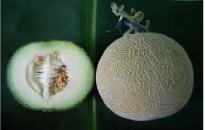 Tabel 1.   Koefisien regresi berat buah dan total padatan terlarut pada empat genotipe melon di tiga lokasi  (Regression coefficient of fruit weight and total soluble solid on  four genotypes of melon at three  locations)