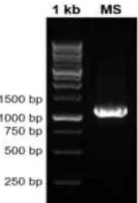 Gambar 1. Hasil Elektroforesis dari Produk Amplifikasi Gen 16S rRNA. 