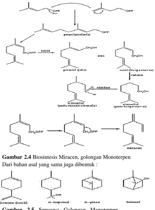 Gambar 2.4 Biosintesis Miracen, golongan Monoterpen  Dari bahan asal yang sama juga dibentuk : 