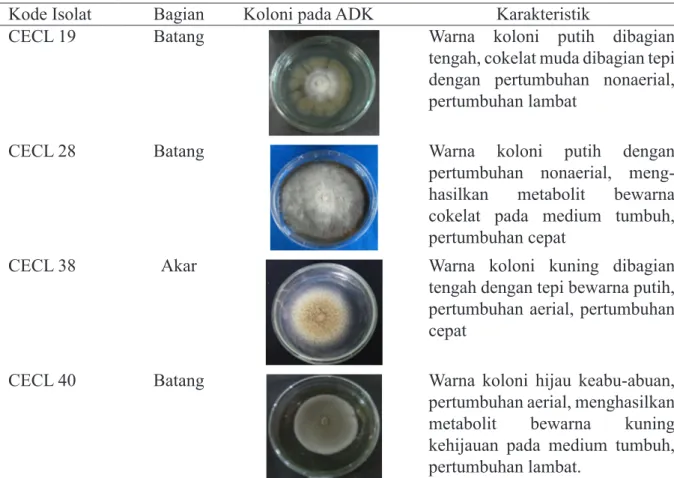 Tabel 1  Karakteristik koloni isolat cendawan endofit yang berasal dari tanaman cabai pada  medium ADK