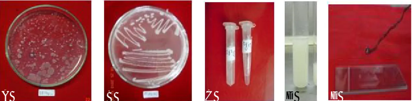 Gambar  1.  Isolasi  dan  perbanyakan  rizobakteria.  (A)  Koloni  rizobakteri  dari  pengenceran  seri  10 -6 ,  (B)  koloni