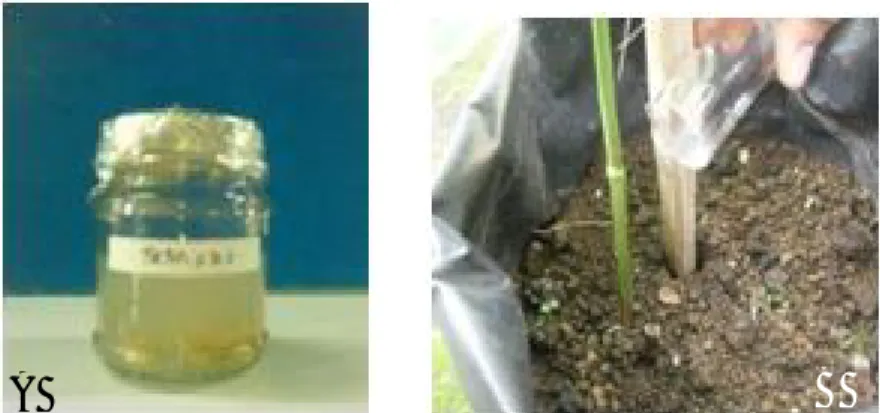 Gambar 3. Morfologi koloni Xag dan fisiologi serta patogenisitas Xag. (A) Morfologi koloni Xag umur 5 hari pada medium NGA,  (B) produksi pigmen Xanthomonadin, (C)  reaksi Gram   negatif, (D) produksi enzim pektinase, (E) reaksi hipersensitif pada daun tem