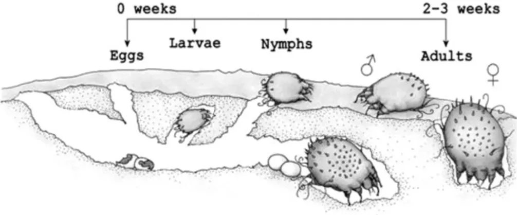 Gambar 2.3. Siklus hidup Sarcoptes scabiei dalam tubuh makhluk hidup  (Anonimus, 2001)
