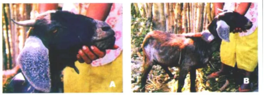 Gambar  2.4.  Keropeng  akibat  scabies  (A.  keropeng  pada  moncong  dan  bibir,  B