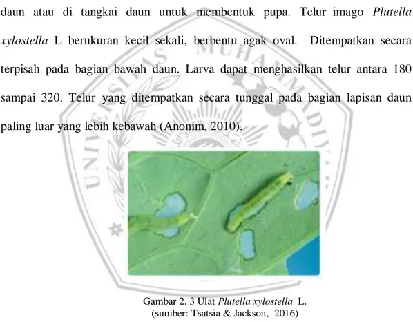 Gambar 2. 3 Ulat Plutella xylostella  L.  (sumber: Tsatsia &amp; Jackson,  2016) 