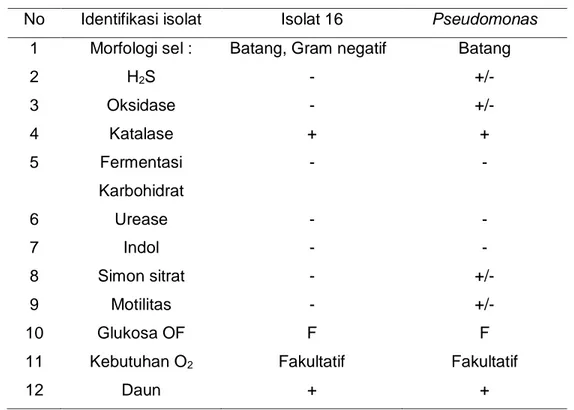 Tabel 5 Hasil identifikasi isolat 16 dengan genus Pseudomonas 