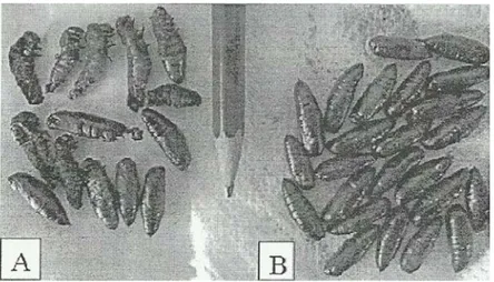 Gambar 1.  Perbandingan pupa abnormal (A) dan pupa normal (B)  Figure 1.  Comparison between abnormal (A) and normal pupaes (B) Berat Prepupa dan Pupa 