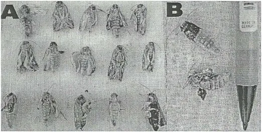 Gambar 2.  Imago S. litura cacat (A) dan (B)  Figure 2.   Malformation imagoes (A) and (B)  Gambar 1 dan 2 menunjukkan bahwa banyak prepupa 