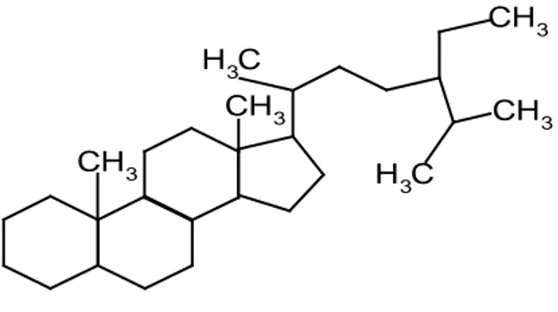 Gambar 2.4: Struktur Dasar Steroid 