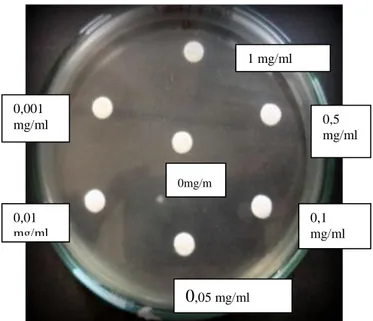 Tabel 8. Hasil pengujian antibiotik Ciprofloxacin  terhadap pertumbuhan bakteri Escherichia coli 