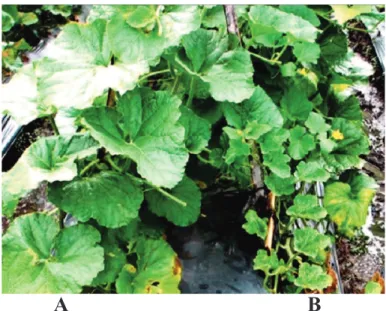 Gambar 1. Tanaman melon tidak bergejala leaf curl (A) dibandingkan dengan tanaman melon dengan gejala