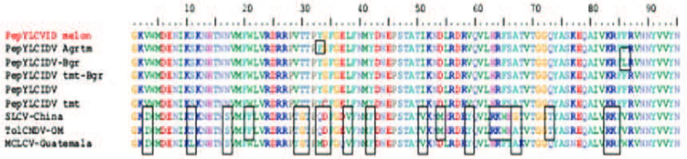 Gambar 6. Homologi sekuen asam amino dari sebagian sekuen coat protein Begomovirus pada sampel uji (PepYLCIDV-melon) dengan beberapa virus anggota Begomovirus lain yang telah dipublikasi di