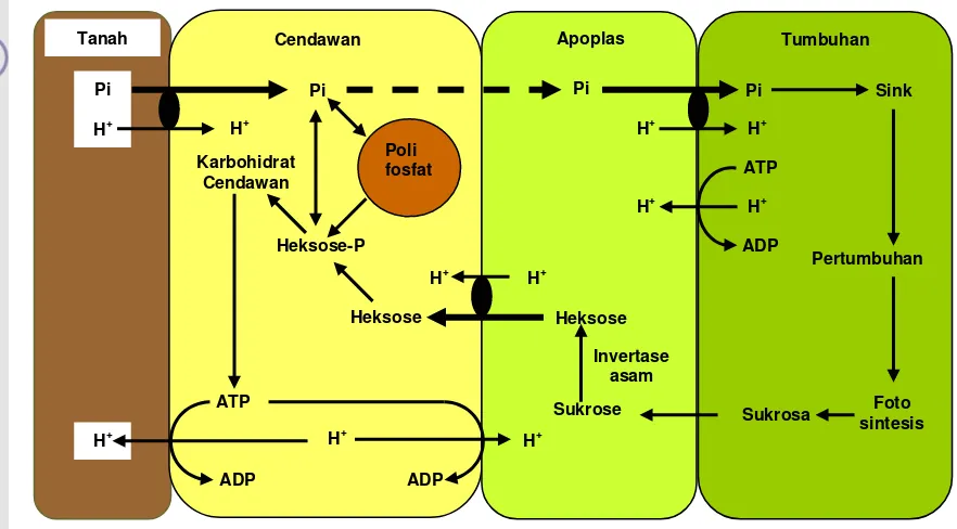 Gambar 3 . Interaksi Aliran Karbon dan Fosfat Memotong Interfase Mikoriza  
