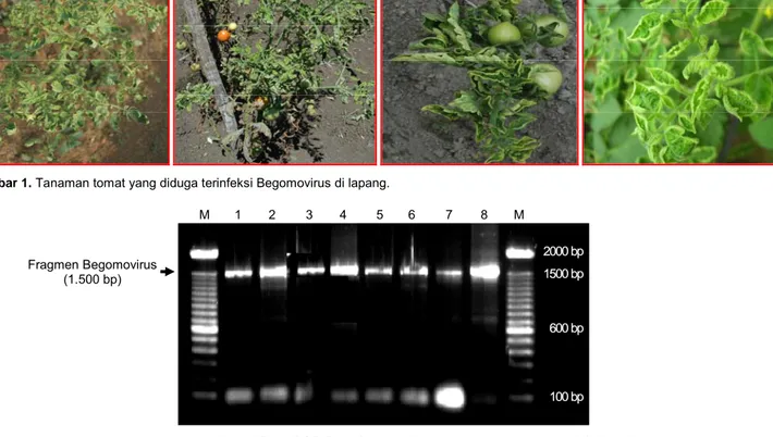 Gambar 2.  Hasil amplifikasi PCR DNA Begomovirus asal tanaman tomat dari 8 daerah 