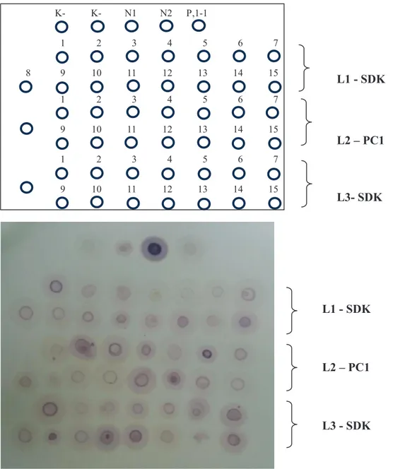 Gambar 5. Deteksi  Potyvirus  pada  benih  nilam  yang  berasal  dari  Cigombong  dengan  teknik  DIBA