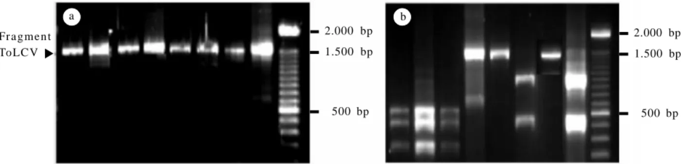 Gambar  4.  Keragaman  genetik tomato  leaf  curl  virus  (ToLCV)  berdasarkan  teknik  PCR-RFLP;  (a)  fragmen  hasil  amplifikasi  PCR  DNA ToLCV  menggunakan  primer  universal  sebelum  dipotong  dengan  enzim  restriksi EcoRI,  (b)  fragmen  DNA  prod