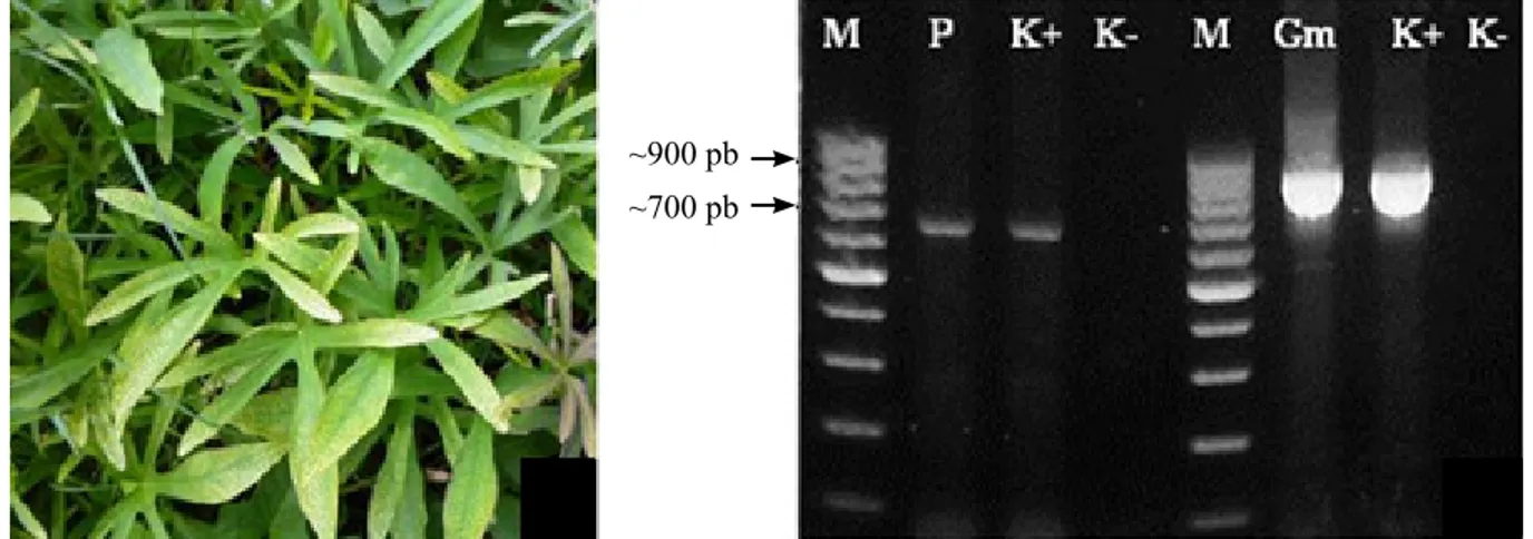 Gambar 1  a, Gejala tulang daun menguning (vein yellowing) pada ubi jalar IR Melati; dan  b, DNA hasil PCR dengan primer universal Potyvirus berukuran ~700 pb dan Begomovirus  berukuran ~900 pb