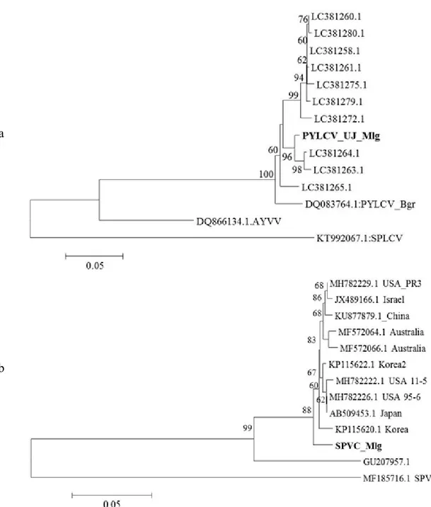 Gambar 2  Analisis filogenetika berdasarkan sikuen nukleotida. a, PYLCV_UJ Mlg; dan b,  SPVC-Mlg
