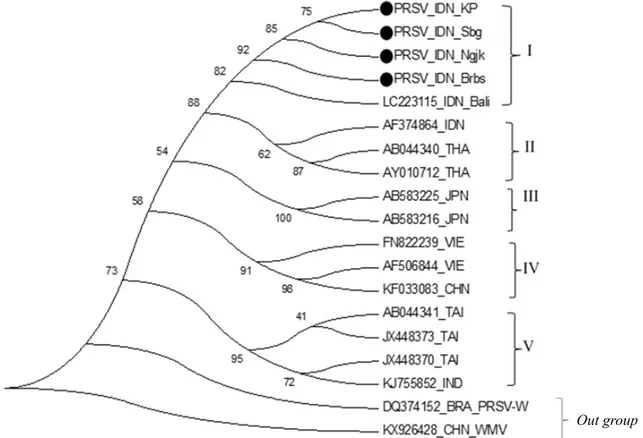 Gambar  4    Pohon  filogenetika  PRSV-P  dari  sampel  mentimun  asal  Jawa  (PRSV_DN_KP,  PRSV_DN_Sbg, PRSV_Ngk, dan PRSV_DN_Brbs) menggunakan perangkat MEGA 6.0  dengan metode neighbour joining dengan bootstrap 1000×.